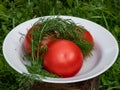 Three big, ripe, red tomatoes and fresh dills in a white bowl outdoors with green grass background. Summer vegetables Royalty Free Stock Photo