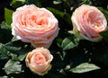 three big roses flowers and green leaves Royalty Free Stock Photo