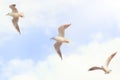 Three big seagulls in sky with clouds and bright sun