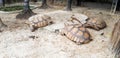 Three big turtles walking slowly on the land with copy space Royalty Free Stock Photo