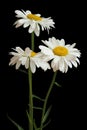 Three big white chamomiles isolated on black background Royalty Free Stock Photo