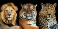 Three big wild cats leopard, tiger, lion Royalty Free Stock Photo