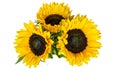 Three Big Yellow Sunflowers isolated on White Background. Autumn and Late Summer Flower Royalty Free Stock Photo