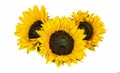 Three Big Yellow Sunflowers isolated on white Background. Late Summer and Autumn Flowers