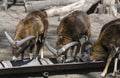 Mouflons having lunch at the zoo. Royalty Free Stock Photo