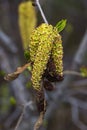 Three birch catkins with green leaves