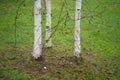 Three birch trees