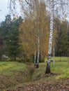 Three birch trees in autumn.