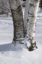Three Birch Trees in the Snow