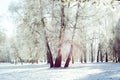 Three birch trunk in the snow