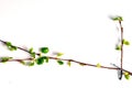 Three birch twigs, on a white background