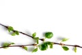 Three birch twigs, on a white background