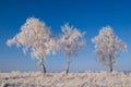 Three birches Royalty Free Stock Photo