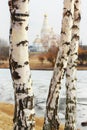 Three birches overlooking the church Royalty Free Stock Photo