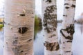 Three birches stand side by side close-up, autumn Royalty Free Stock Photo