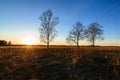 Three birches in a Sunny sunset in a field Royalty Free Stock Photo