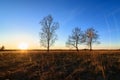 three birches in a Sunny sunset in a field Royalty Free Stock Photo