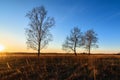 three birches in a Sunny sunset in a field Royalty Free Stock Photo