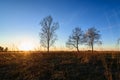 three birches in a Sunny sunset in a field Royalty Free Stock Photo