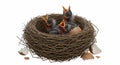 Three bird chicks (Aves) with open beaks in a nest constructed from interwoven Royalty Free Stock Photo
