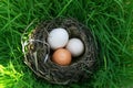 Three bird eggs of different colors lie in the nest on the lush Royalty Free Stock Photo