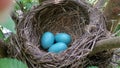 Three Bird Eggs in a Nest Royalty Free Stock Photo