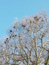 Three bird house winter blue sky Royalty Free Stock Photo