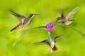 Three bird with pink flower. Hummingbird Brown Violet-ear, flying next to beautiful violet bloom, nice flowered green background.