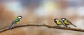 Three birds bright Tits sit on a branch in the garden on a summer day under the trees rain Royalty Free Stock Photo