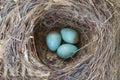 Three birds eggs in nest Royalty Free Stock Photo