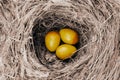 Three birds eggs in nest Royalty Free Stock Photo
