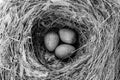 Three birds eggs in nest Royalty Free Stock Photo