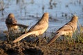 Three birds enjoying sunrise Royalty Free Stock Photo