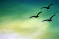 Three birds flying in the sky, painted with flowers in a cloth with a cloth. Place for inscription Royalty Free Stock Photo