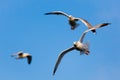 Three birds flying on a sunny blue sky