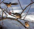 Three Birds Royalty Free Stock Photo