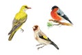 Three birds: Goldfinch bird Carduelis, Oriole, yellow bird, bullfinch bird Carduelis. Set. Watercolor illustration. Isolated