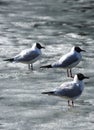 three birds gulls seagulls winter spring