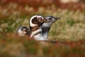 Three birds in the nesting ground hole, baby with mother, Magellanic penguin, Spheniscus magellanicus, nesting season, animals in