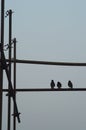 Three birds perched on metal scaffolding, silhouetted against the sky