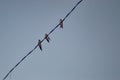 Three birds perched on the wires Royalty Free Stock Photo