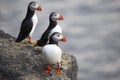Three birds puffins sitting on a cliff of Iceland Royalty Free Stock Photo