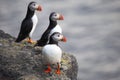 Three birds puffins sitting on a cliff of Iceland