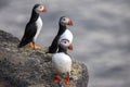 Three birds puffins sitting on a cliff of Iceland Royalty Free Stock Photo