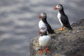 Three birds puffins sitting on a cliff of Iceland Royalty Free Stock Photo