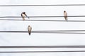 Three birds resting on electric cable lines and cloudy sky backg Royalty Free Stock Photo