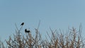 Three birds resting on twigs Royalty Free Stock Photo