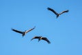 three birds flying in the sky together on a clear day Royalty Free Stock Photo