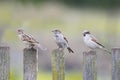 Three birds Sparrow flew to the wooden fence