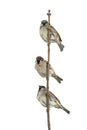 Three birds sparrows sitting on a branch and looking into the d Royalty Free Stock Photo